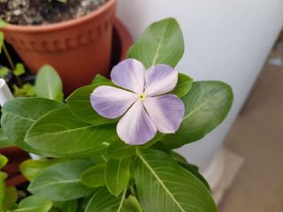 (Category: ) located in . Submitted by kew_plants_n_stuff (Listing ID 1413244149, Image 1). Description: .