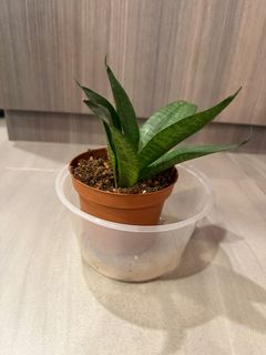 (Category: ) located in . Submitted by rcchiang (Listing ID 1413273319, Image 1). Description: .