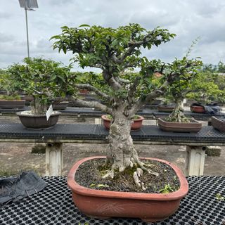 Wrightia religiosa water jasmine bonsai For Sale | Gardening | Carousell  Singapore