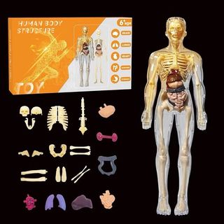 Anatomy model For Sale | Educational & Learning Toys | Carousell Singapore