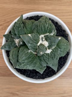 Ariocarpus Collection item 3