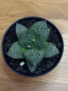 Ariocarpus Collection item 3