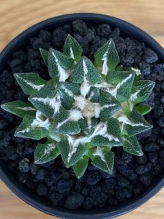 Ariocarpus Collection item 3
