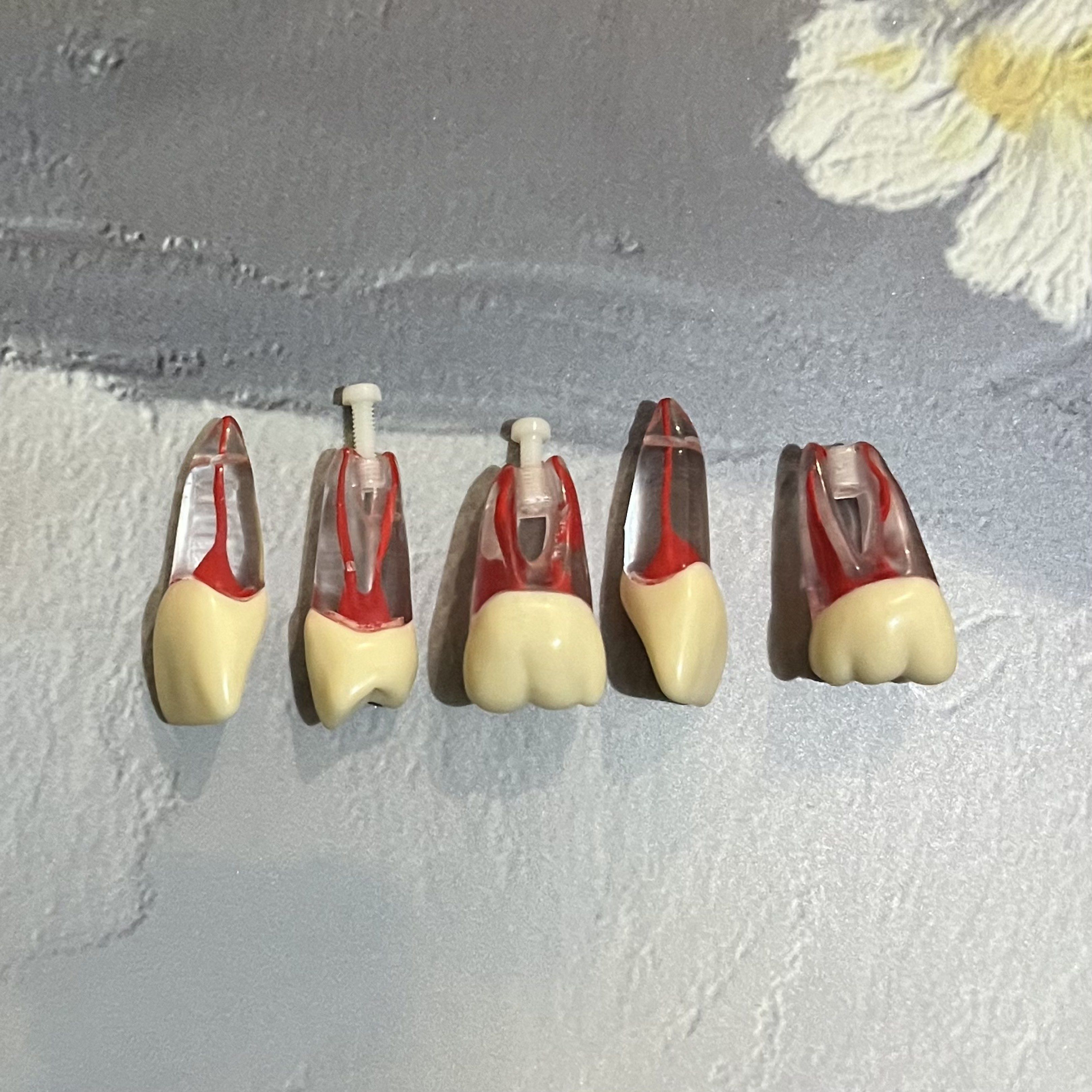 J-Chenny Endodontic Endo Typodont Root Canal Tooth (Category: Medical Supplies & Tools) located in San Pedro. Submitted by rainyydayy (Listing ID 1418731728, Image 1). Description: 12,21,24,36,46 Take all Manila area Lalamove delivery.