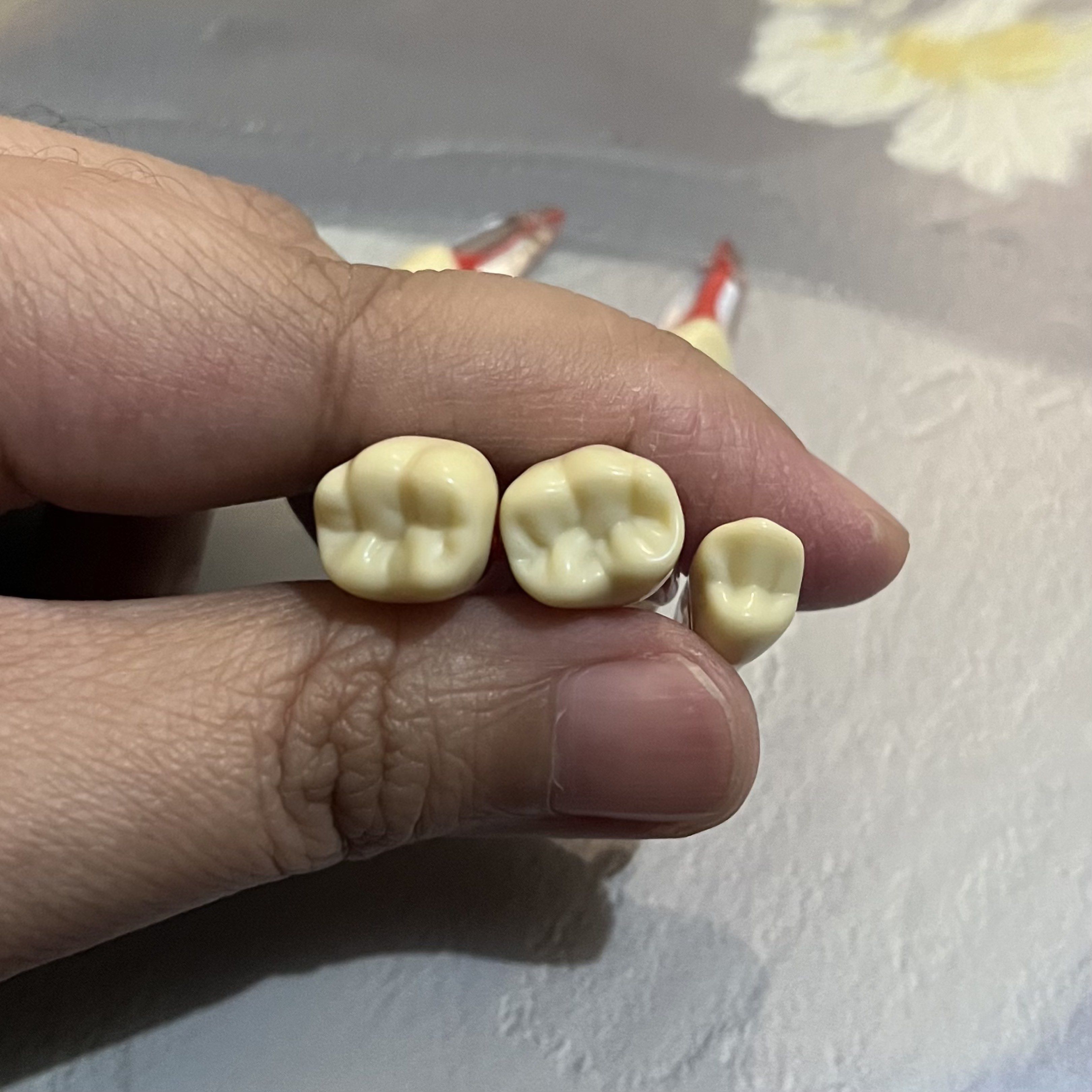J-Chenny Endodontic Endo Typodont Root Canal Tooth (Category: Medical Supplies & Tools) located in San Pedro. Submitted by rainyydayy (Listing ID 1418731728, Image 2). Description: 12,21,24,36,46 Take all Manila area Lalamove delivery.