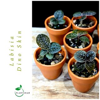 Tropical Treasures for Collectors 收藏品 1