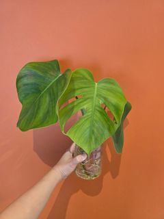 (Category: ) located in . Submitted by chipo (Listing ID 1418687730, Image 1). Description: .