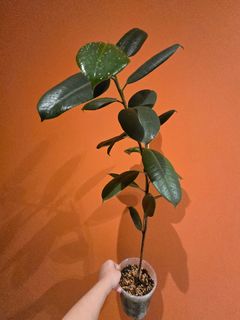 (Category: ) located in . Submitted by chipo (Listing ID 1418771647, Image 1). Description: .