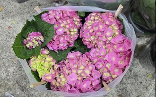 (Category: ) located in . Submitted by urban.cultivar (Listing ID 1281418772, Image 1). Description: .