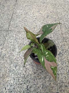 (Category: ) located in . Submitted by plantswap (Listing ID 1401167528, Image 1). Description: .