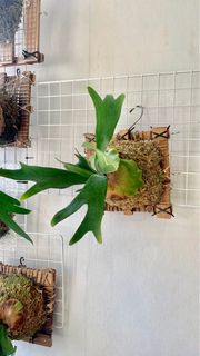 （分類：）位於 。 由 shine_your_star 提交（商品編號 1413651412，圖片 1）。簡介： 。