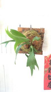 （分類：）位於 。 由 shine_your_star 提交（商品編號 1413651485，圖片 1）。簡介： 。