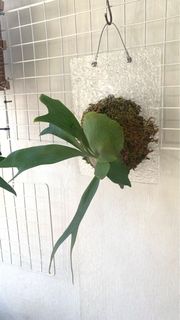 （分類：）位於 。 由 shine_your_star 提交（商品編號 1413651614，圖片 1）。簡介： 。