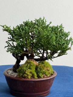(Category: ) located in . Submitted by tengreenfingers (Listing ID 1413554393, Image 1). Description: .
