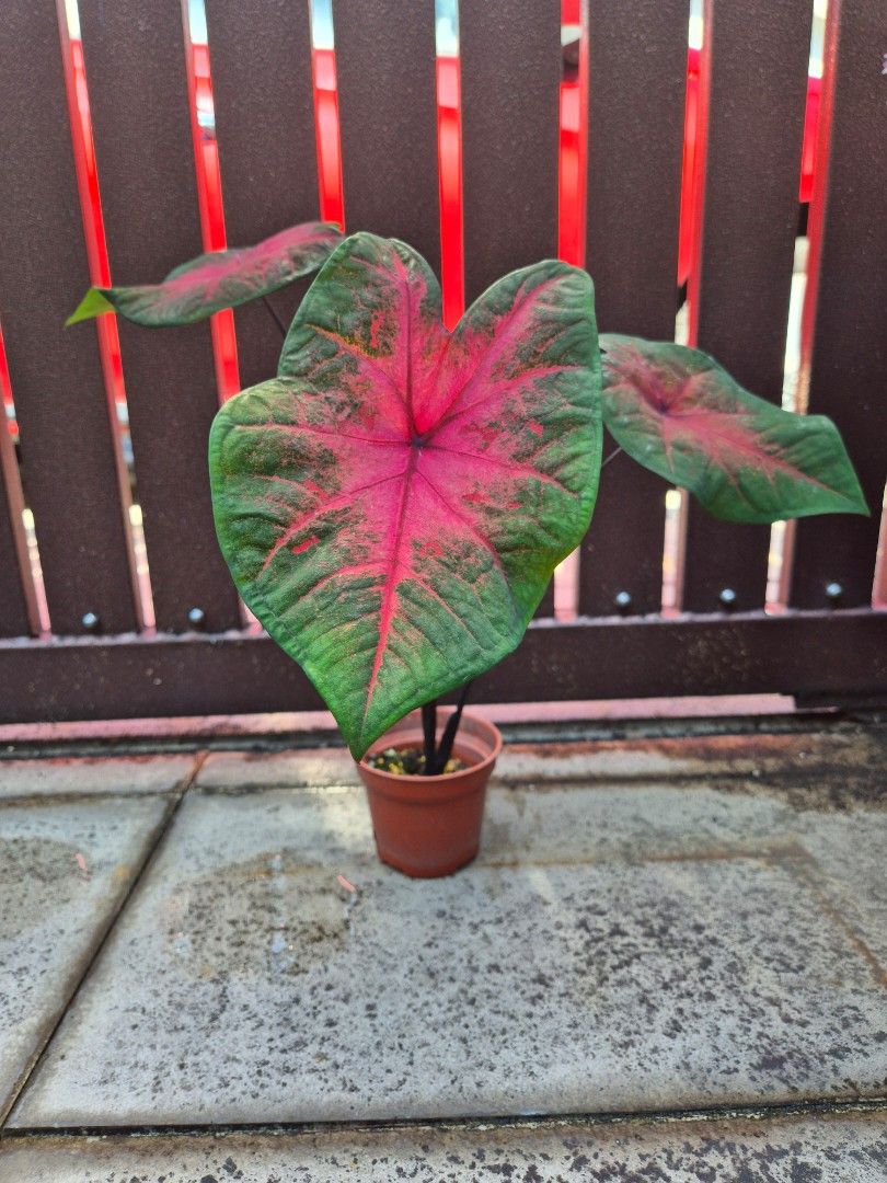 Caladium (Category: Plants & Seeds) located in Petaling Jaya. Submitted by yee7339 (Listing ID 1413463921, Image 3). Description: Home grown plants. Payment for reservation can be made via bank or e-wallet transfer. Self pick-up is preferred on weekends. Please provide at least 1 day’s notice for collections on weekdays..