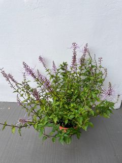 (Category: ) located in . Submitted by fruityflorist (Listing ID 1413537791, Image 1). Description: .