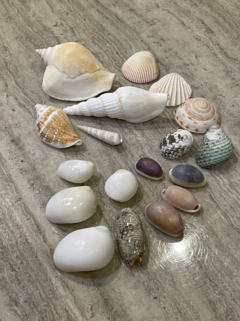 Assorted Seashell Collection, Hobbies & Toys, Memorabilia ...