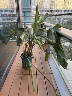 （分類：）位於 。 由 cch3415 提交（商品編號 1413790049，圖片 1）。簡介： 。