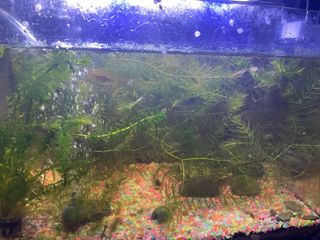 (Category: ) located in . Submitted by 45678yit (Listing ID 1413785270, Image 1). Description: .