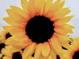 (Category: ) located in . Submitted by natureoll (Listing ID 1413900419, Image 1). Description: .