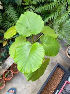 (Category: ) located in . Submitted by cyang.tree (Listing ID 1377011989, Image 1). Description: .