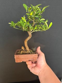 (Category: ) located in . Submitted by plants_plants (Listing ID 1414012281, Image 1). Description: .