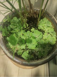 (Category: ) located in . Submitted by iko2000 (Listing ID 1414223249, Image 1). Description: .