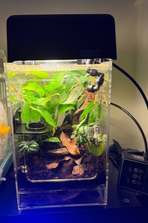 Bioactive Enclosure 20x20x30 with Springtails, Pet Supplies, Homes ...