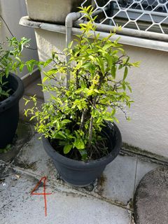 (Category: ) located in . Submitted by stradesofplants (Listing ID 1414339771, Image 1). Description: .