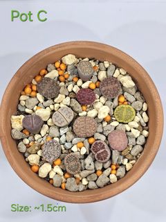 (Category: ) located in . Submitted by all4cactus (Listing ID 1414549679, Image 1). Description: .
