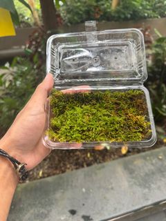 (Category: ) located in . Submitted by growurban.sg (Listing ID 1414485012, Image 1). Description: .