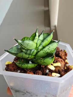 (Category: ) located in . Submitted by sansevieria.habitat (Listing ID 1414453499, Image 1). Description: .