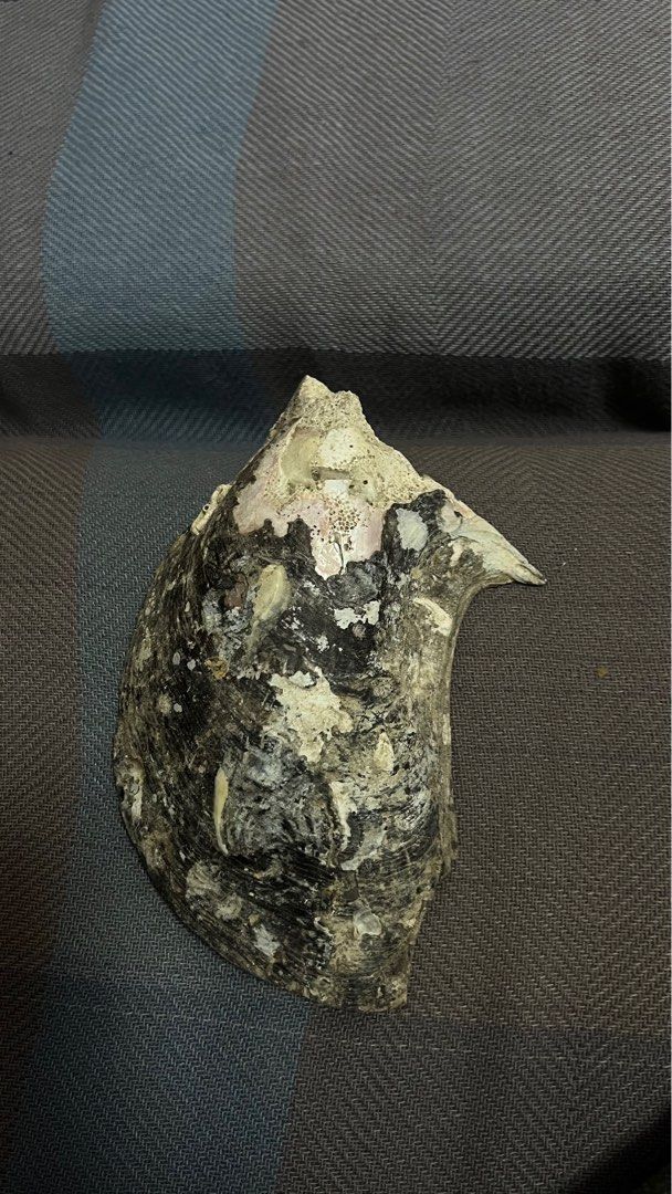 Seashell (Category: Other Home Decor) located in Tanjung Tokong. Submitted by monic888 (Listing ID 1414527627, Image 3). Description: Big Seashell as shown roughly 8” COD @ Lotus’s Tanjung Tokong .