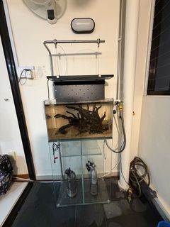 (Category: ) located in . Submitted by aquaticplantssengkang (Listing ID 1465300476, Image 1). Description: .