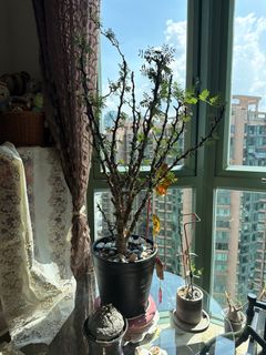 （分類：）位於 。 由 kkh918 提交（商品編號 1465216699，圖片 1）。簡介： 。