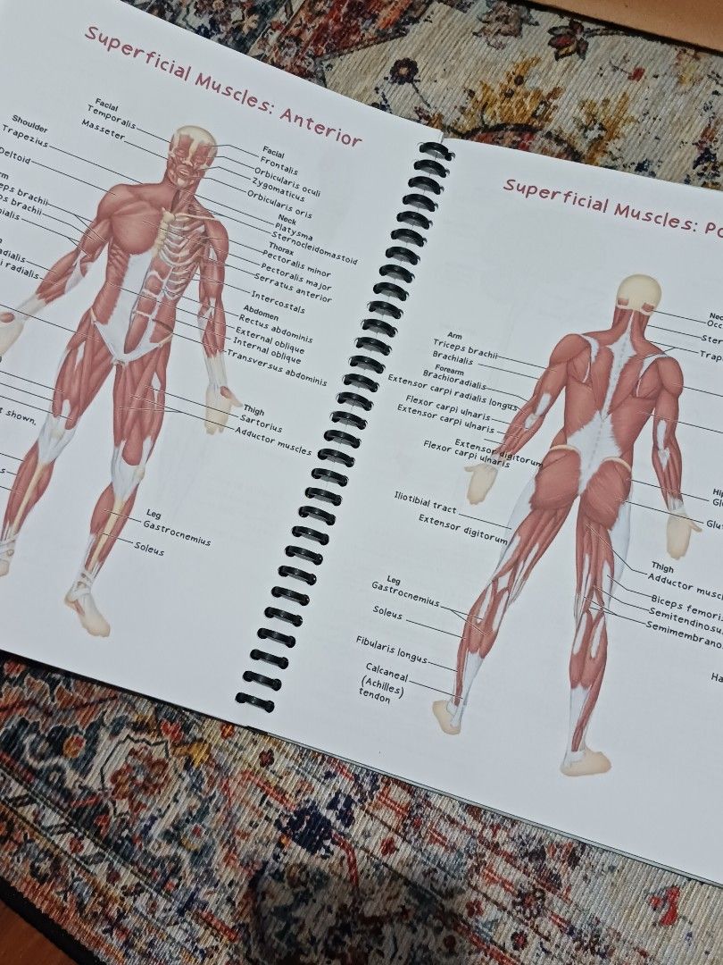 Anatomy and Physiology Study Notes Spiral Bound Notebook (Category: Textbooks) located in Quezon City. Submitted by rdonelle (Listing ID 1465296563, Image 2). Description: - Spiral-bound nursing/medical study guide - Colorful diagrams on every page - Covers superficial muscles, reproductive systems, and major organs - 100% clean pages with no markings - Great reference book for exams.