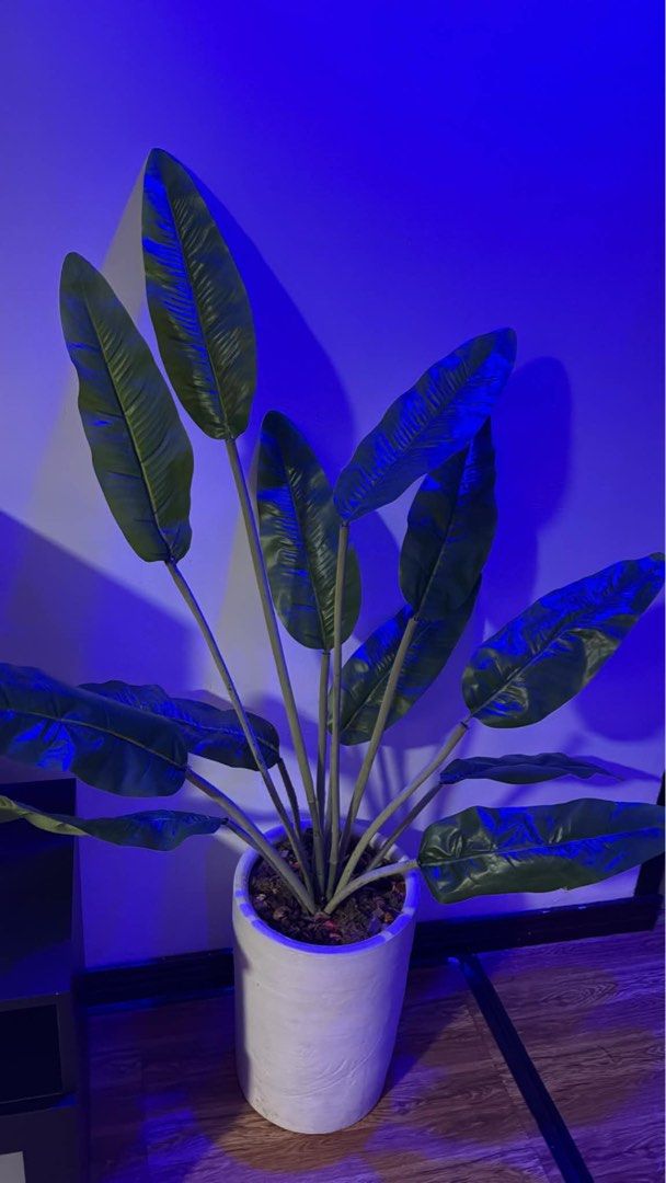 Artificial Indoor Plants (Category: Artificial Plants & Flowers) located in Taguig. Submitted by massenmarketplace (Listing ID 1465326116, Image 2). Description: First come first serve.