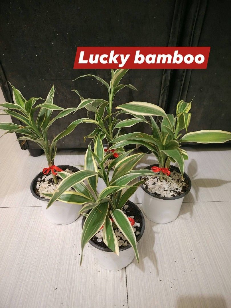 Assorted Indoor Potted Plants Pilea Lucky Bamboo (Category: Plants & Seeds) located in Manila. Submitted by florentina0829 (Listing ID 1465316071, Image 2). Description: Take 4 cute table top indoor plants for 500 All potted with pebbles na Ididisplay nlng Low maintenance plants Best for condo, office, sala, terrace,.
