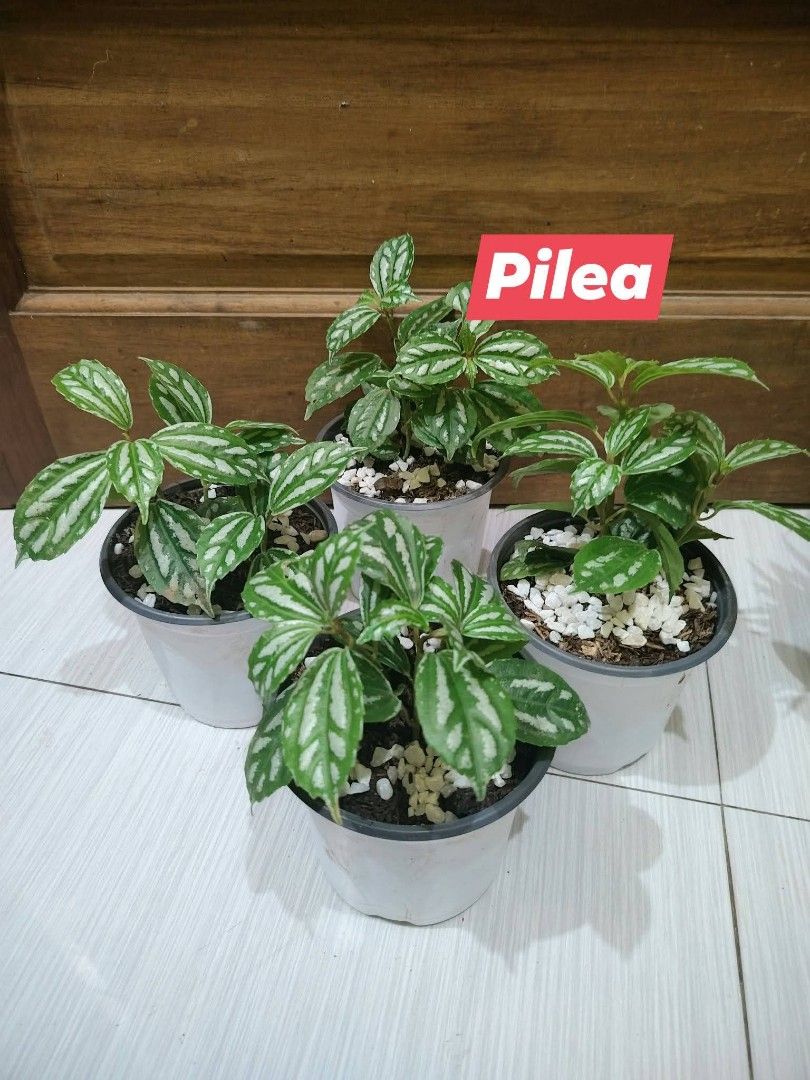 Assorted Indoor Potted Plants Pilea Lucky Bamboo (Category: Plants & Seeds) located in Manila. Submitted by florentina0829 (Listing ID 1465316071, Image 1). Description: Take 4 cute table top indoor plants for 500 All potted with pebbles na Ididisplay nlng Low maintenance plants Best for condo, office, sala, terrace,.
