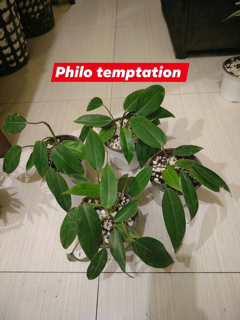 Assorted Indoor Potted Plants Pilea Lucky Bamboo (Category: Plants & Seeds) located in Manila. Submitted by florentina0829 (Listing ID 1465316071, Image 3). Description: Take 4 cute table top indoor plants for 500 All potted with pebbles na Ididisplay nlng Low maintenance plants Best for condo, office, sala, terrace,.