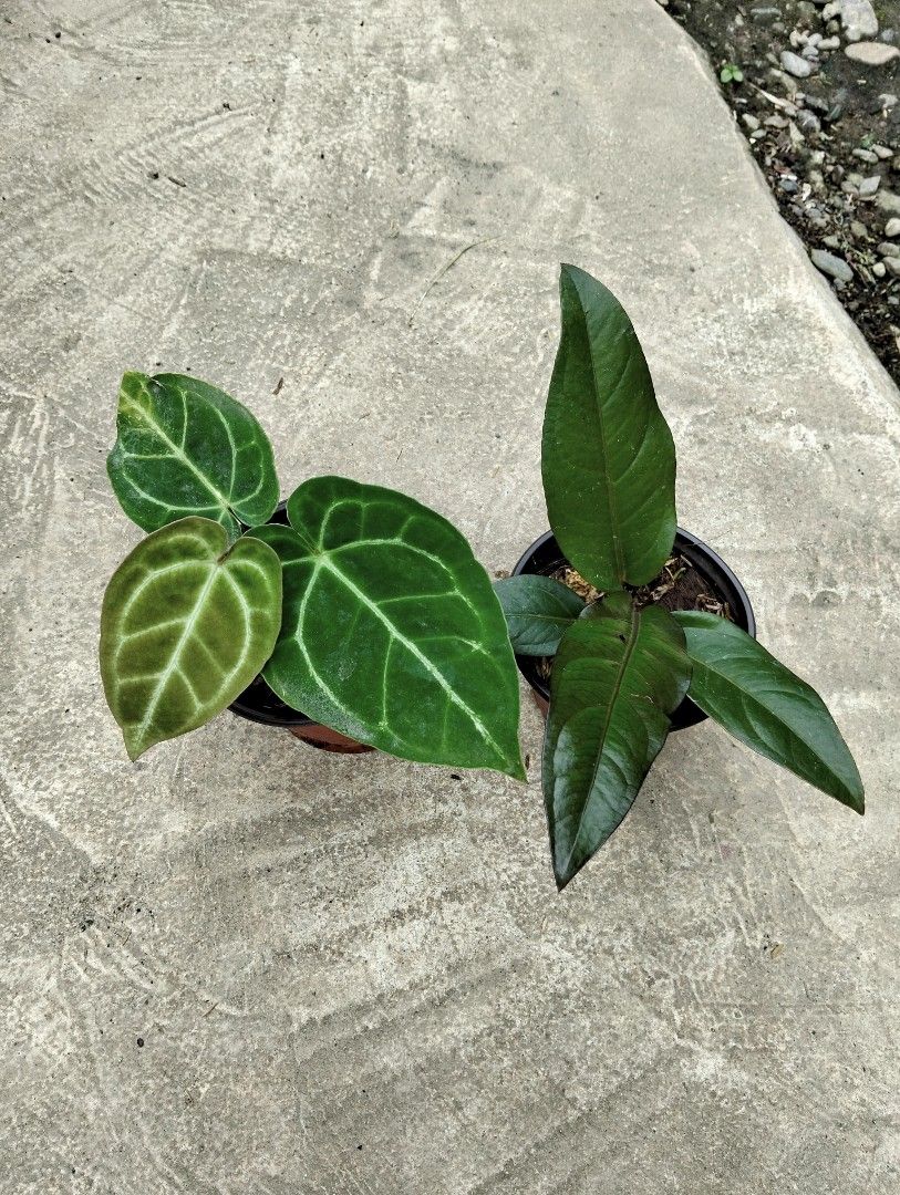Bundle: Anthurium Magnificum, Anthfol Black (Category: Plants & Seeds) located in Cagayan de Oro. Submitted by rochellejandcgarden06684 (Listing ID 1465274085, Image 3). Description: Bundle: Anthurium Magnificum, Anthfol Black ✅ 250 Locally grown. Own propagation. Location: Canitoan, CDO City Pick up, Maxim delivery, J&T Express.