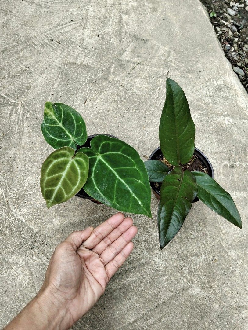 Bundle: Anthurium Magnificum, Anthfol Black (Category: Plants & Seeds) located in Cagayan de Oro. Submitted by rochellejandcgarden06684 (Listing ID 1465274085, Image 2). Description: Bundle: Anthurium Magnificum, Anthfol Black ✅ 250 Locally grown. Own propagation. Location: Canitoan, CDO City Pick up, Maxim delivery, J&T Express.