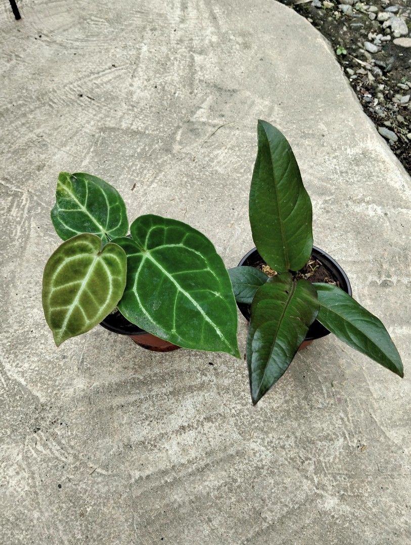 Bundle: Anthurium Magnificum, Anthfol Black (Category: Plants & Seeds) located in Cagayan de Oro. Submitted by rochellejandcgarden06684 (Listing ID 1465274085, Image 1). Description: Bundle: Anthurium Magnificum, Anthfol Black ✅ 250 Locally grown. Own propagation. Location: Canitoan, CDO City Pick up, Maxim delivery, J&T Express.