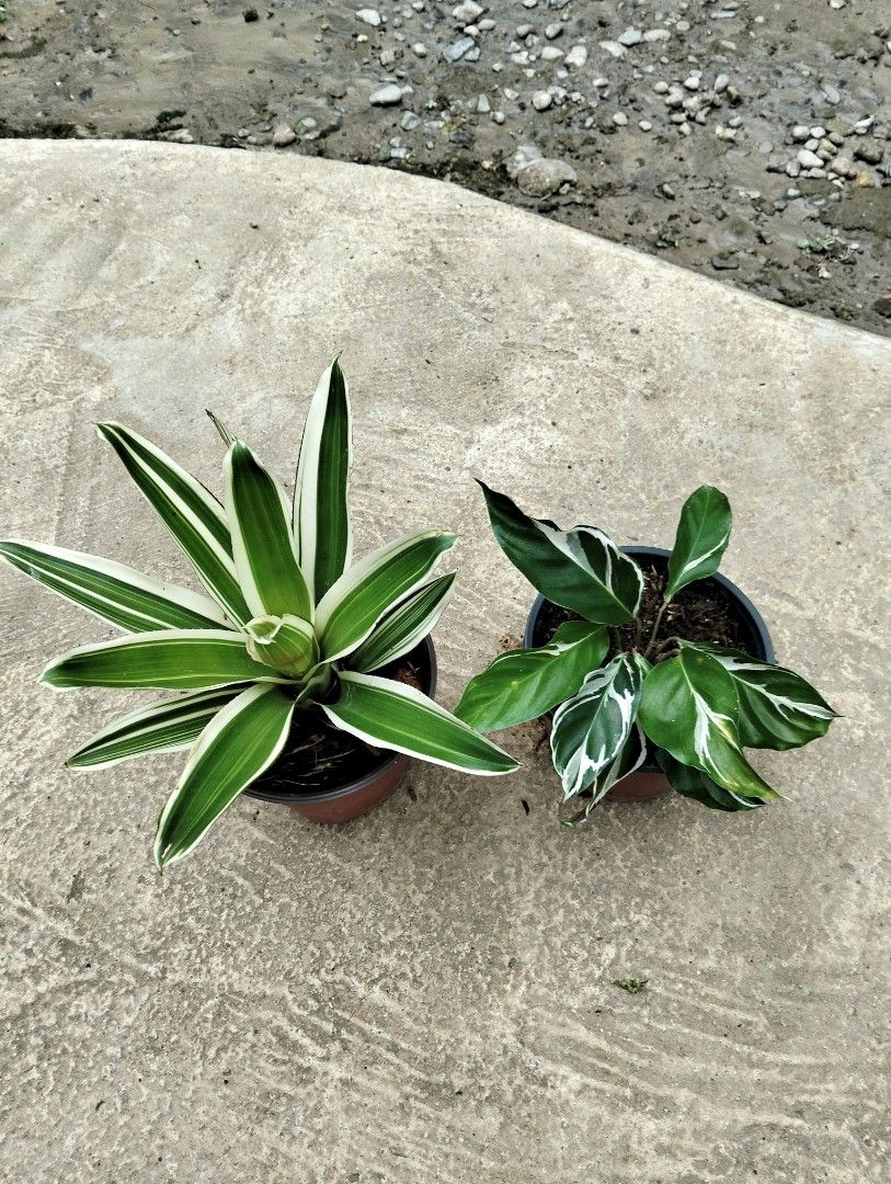Bundle: Bromeliads Maui White, Calathea White Fusion (Category: Plants & Seeds) located in Cagayan de Oro. Submitted by rochellejandcgarden06684 (Listing ID 1465254843, Image 1). Description: Bundle: Bromeliads Maui White, Calathea White Fusion ✅250 Locally grown, own propagation. Location: Canitoan Cdo City Pick up, Maxim delivery, Lbc, J&T Express.