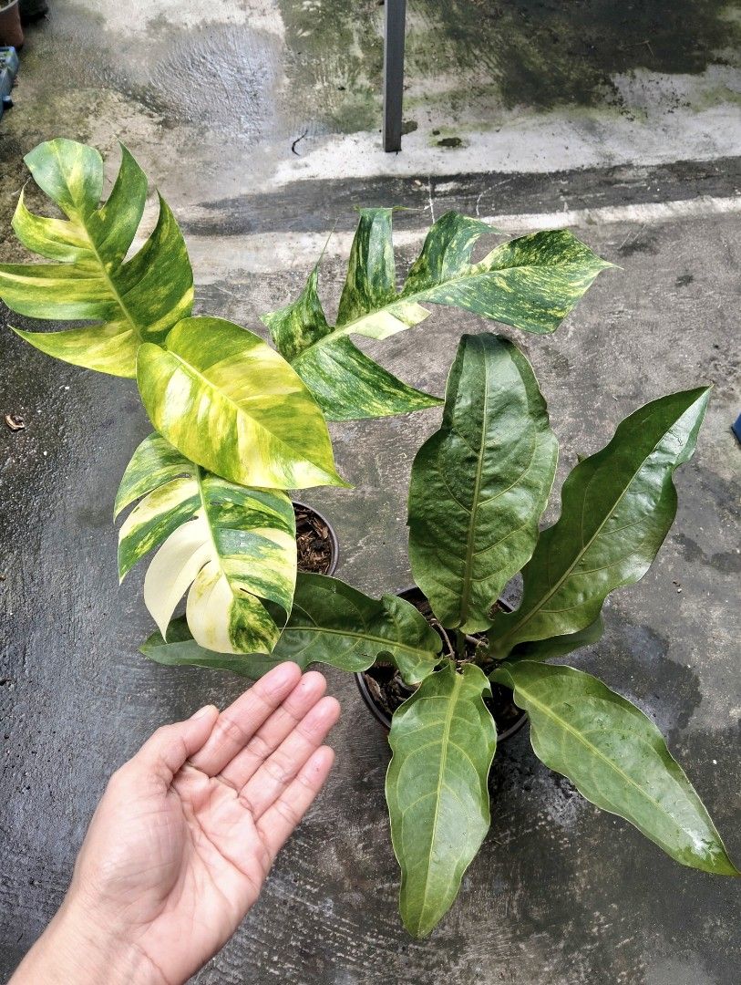Bundle: EP Aurea, Anthurium Foliage (Category: Plants & Seeds) located in Cagayan de Oro. Submitted by rochellejandcgarden06684 (Listing ID 1465274486, Image 2). Description: SALE❗ Bundle: Ep Aurea, Anthurium Foliage ✅350 Location: Canitoan Cdo City Own propagation, locally grown. Pick up, Maxim delivery, J&T Express.