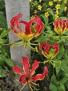 (Category: ) located in . Submitted by gardenparadisesgp (Listing ID 1465174051, Image 1). Description: .