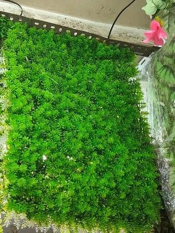 Grass Mat (Category: Artificial Plants & Flowers) located in Manila. Submitted by athennaalampayan (Listing ID 1465205686, Image 1). Description: Lush artificial green plant wall panels. Various leaf styles including ferns, monstera, and succulents. Dense foliage design creates a realistic look. Easy to mount for indoor or outdoor vertical gardens. Great way to bring greenery into any space without maintenance. Multiple panels available with diff