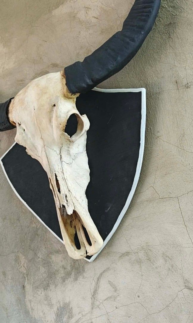 L (Category: Other Home Decor) located in Cagayan de Oro. Submitted by johnwycliff_2007 (Listing ID 1465227628, Image 3). Description: 🐃 AUTHENTIC CARABAO SKULL WALL DÉCOR FOR SALE 🐃 Looking for a unique and eye-catching piece for your home, resort, restaurant, bar, or man cave? 🔥 ✨ Large Carabao Skull with Beautiful Curved Horns ✨ Unique rustic / native / western décor ✨ Perfect for wall display ✨ Eye-catching centerpiece ✨ Ready for display 