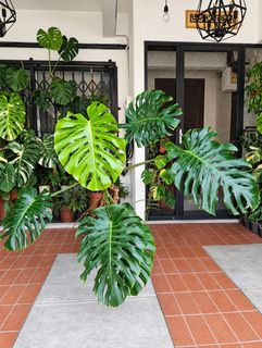(Category: ) located in . Submitted by utaniaplants (Listing ID 1465174402, Image 1). Description: .