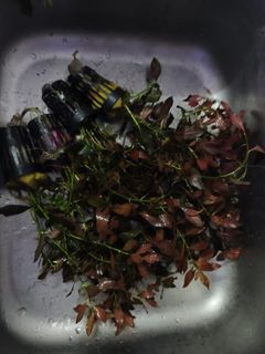 (Category: ) located in . Submitted by anwarbazli (Listing ID 1465323614, Image 1). Description: .